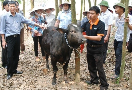 Ngày 24/9, Công ty Giống gia súc Hà Nội sẽ bán đấu giá hơn 2,2 triệu cổ phần