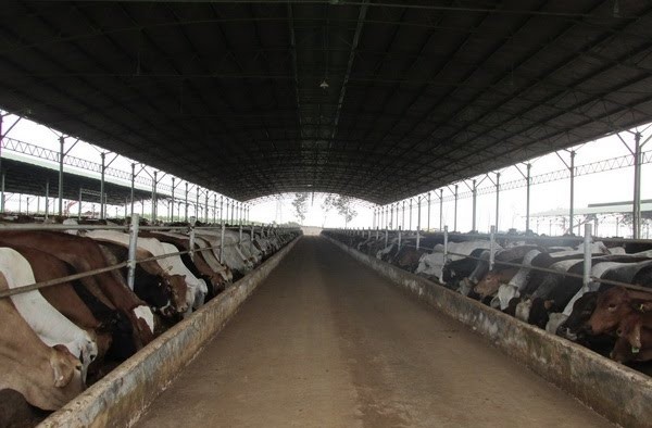BIDV sẵn sàng cùng Hoàng Anh Gia Lai phát triển các dự án chăn nuôi bò