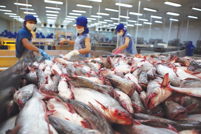 Thị trường nhập khẩu cá tra lớn nhất của Việt Nam là Mỹ và EU