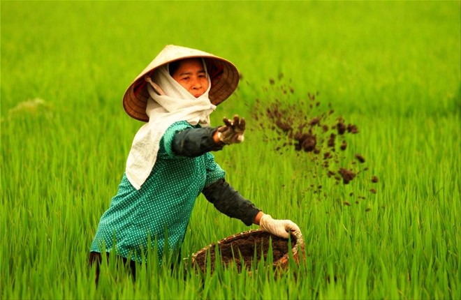 Đối với một quốc gia nông nghiệp như Việt Nam, tình trạng phân bón giả, kém chất lượng chính là đại họa. Ảnh minh hoạ. Nguồn: Internet