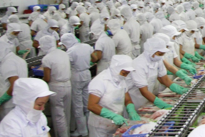 Doanh nghiệp chế biến cá tra Việt Nam phải cạnh tranh “trên từng centimet” với các đối thủ Ấn Độ, Indonesia, Bangladesh..