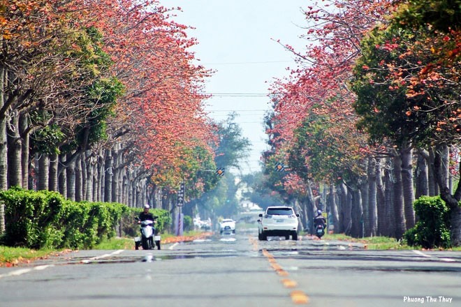 Đi từ trung tâm Đài Trung khoảng hơn một giờ xe buýt (hoặc 20 phút tàu cao tốc), du khách đến thành phố Huwei có thể chiêm ngưỡng con đường hoa gạo đỏ rực.