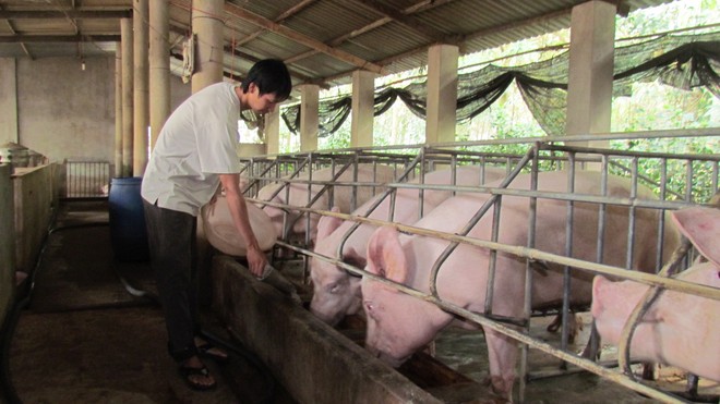 Giá thịt lợn xuống thấp nhất thế giới và người nông dân như “củ khoai tây” 