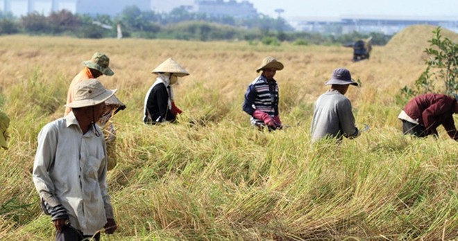  Niềm vui của một mùa vàng bội thu của nông dân trồng lúa quận 2 Ảnh: Gia Huy