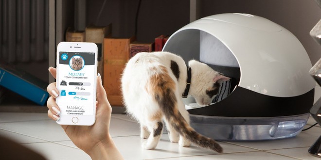 Catspad, thiết bị giúp nuôi thú cưng khi bạn vắng nhà