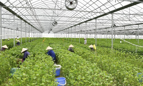 Trang trại trồng lá tía tô xuất khẩu của Công ty cổ phần May Hồ Gươm. Ảnh: Anh Tú.
