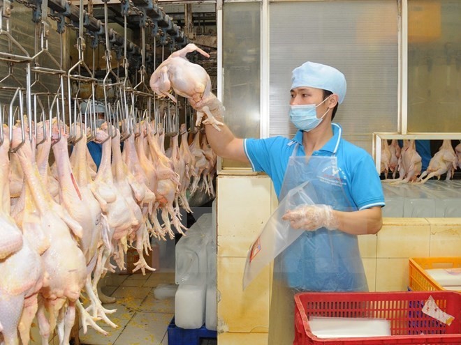 Lô thịt gà đầu tiên của Việt Nam sẽ lên đường sang Nhật Bản ngày 9/9/2017