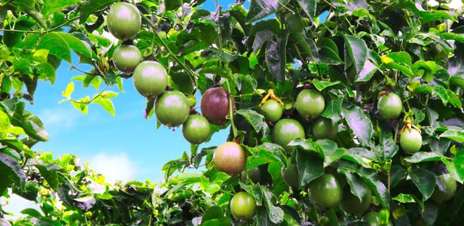 HNG: Niềm tin “cây trái đơm bông” có thành hiện thực?