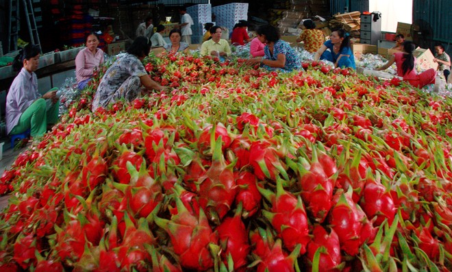 Thanh long tươi đang trở thành mặt hàng xuất khẩu chủ lực của trái cây Việt