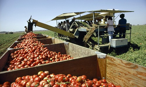 Cỗ máy tự động loại bỏ cà chua xanh khi thu hoạch