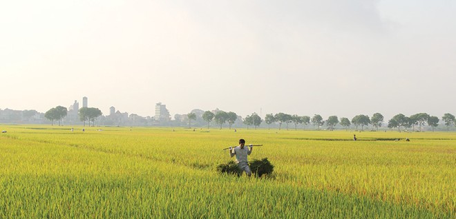 Đất sản xuất nông nghiệp của Việt Nam còn manh mún. Ảnh: Dũng Minh
