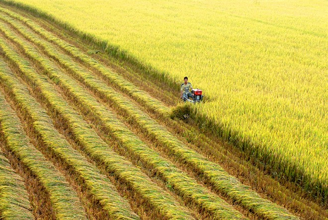 Giá và sản lượng xuất khẩu cùng tăng, cổ phiếu ngành gạo vẫn kém sắc