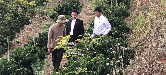 Với sự vào cuộc tích cực của Agribank, chính sách cho vay tái canh cà phê đã đến với từng buôn làng xa xôi, giúp các hộ dân tái canh cây cà phê, bảo đảm sinh kế lâu bền