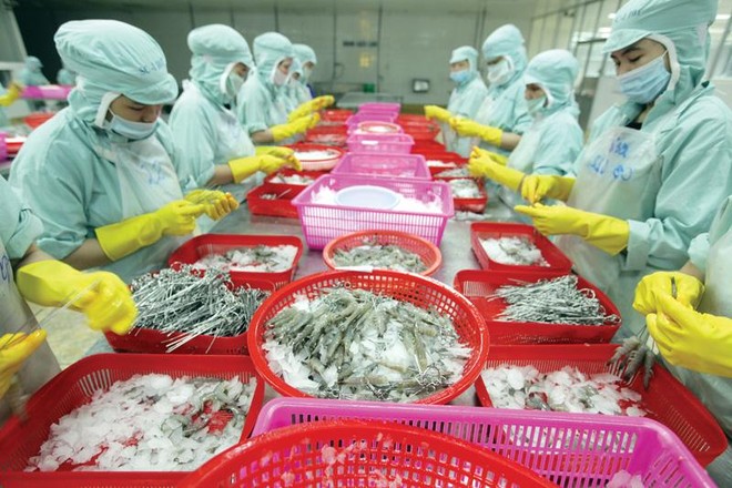 Doanh nghiệp đang đòi hỏi sức ép cải cách môi trường kinh doanh lan rộng ở tất cả các ngành, lĩnh vực . Trong ảnh: Chế biến hải sản xuất khẩu tại Công ty Bá Hải.