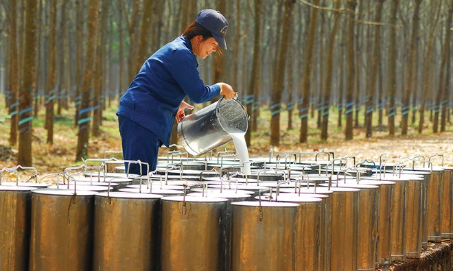 Việt Nam có sản lượng cao su thiên nhiên lớn thứ 5 thế giới, chiếm 7,4% tổng sản lượng toàn cầu