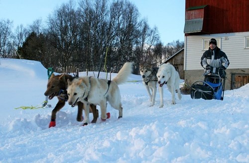 Trải nghiệm dịch vụ chó Husky kéo xe trên tuyết ở vùng Bắc Cực