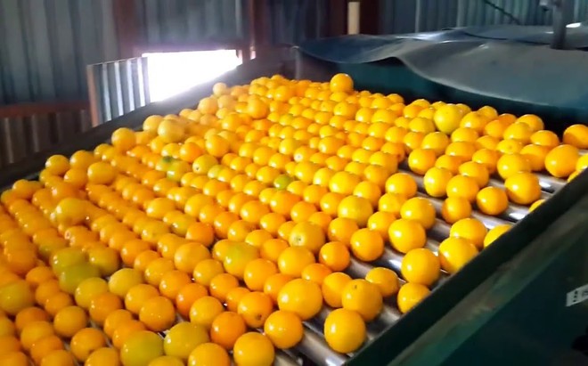 Dây chuyền tự động phân loại cam sau thu hoạch ở Trung Quốc