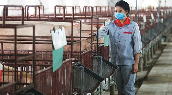 Nguồn cung lợn thịt trong nước đang khan hiếm, đẩy giá lợn tăng cao