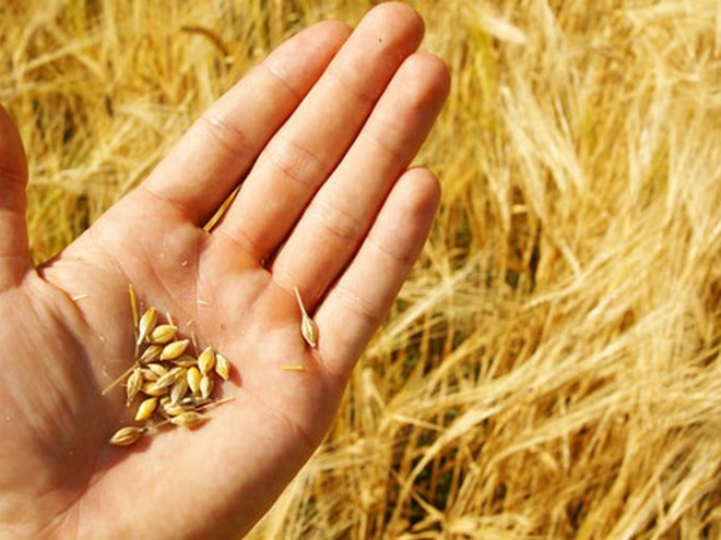 Lô lúa mỳ nhập khẩu lẫn cỏ kế đồng: Cơ quan quản lý yêu cầu tái xuất, doanh nghiệp than gấp