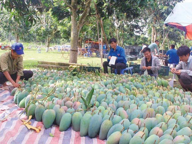 Xoài là một trong những loại nông sản mang lại giá trị xuất khẩu cao của Việt Nam.