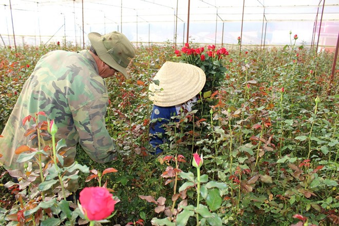 Giá hoa hồng đỏ tại vườn Đà Lạt hiện có giá cao kỷ lục, dao động 7.000-8.000 đồng mỗi bông. Ảnh: Anh Tiến.