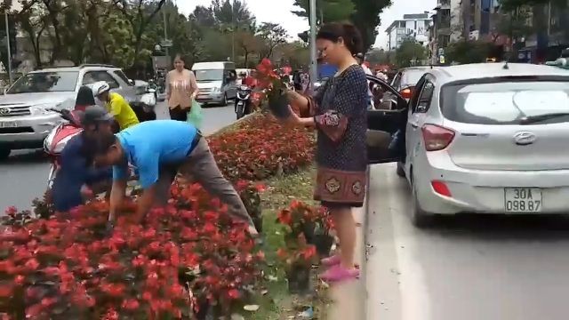 Hà Nội: Ngao ngán với cảnh người dân “hôi...” hoa trên đường Kim Mã