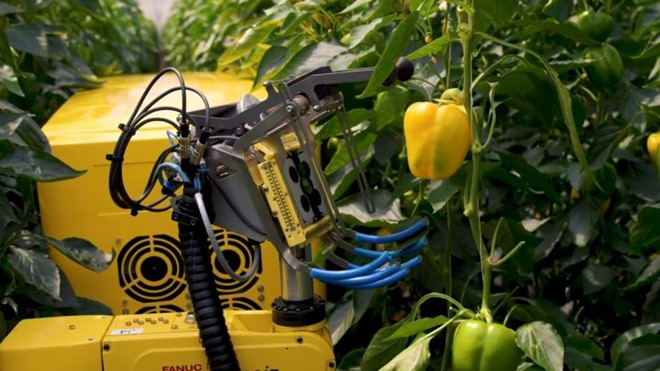 Robot biết nhận diện quả chín và thu hoạch ớt trong môi trường nhà kính