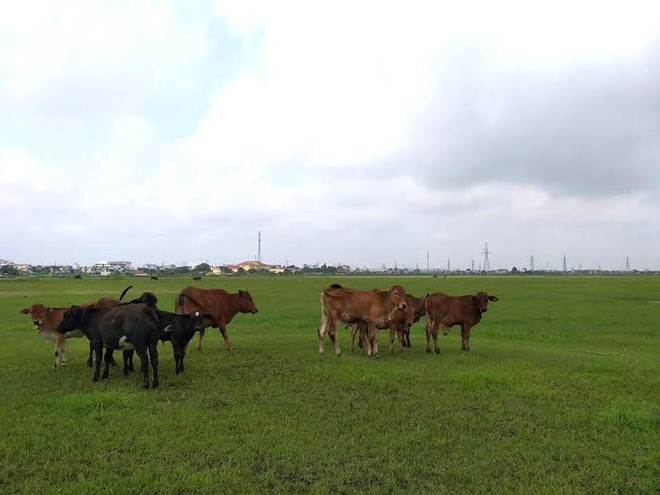 Gần 100 ha đất KCN Mỹ Trung, Nam Định (dự án có vốn góp 51% của Vinashin) đang bỏ không, dân tận dụng thả bò.