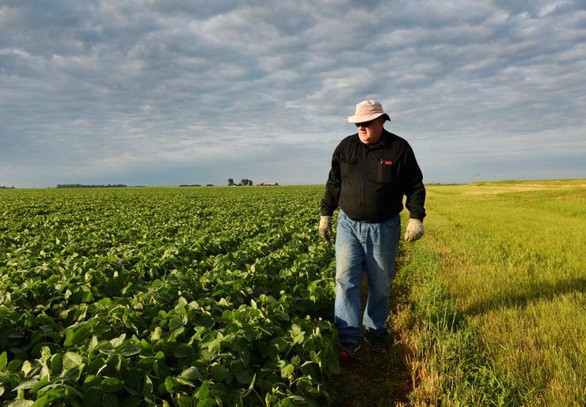 Anh William Hejl đang kiểm tra cánh đồng trồng đậu nành của mình tại thành phố Amenia, bang North Dakota, trong ảnh chụp ngày 6-7-2018 - Ảnh: REUTERS