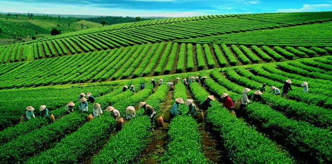 Việt Nam là nước đứng thứ 7 về sản xuất chè toàn cầu. 