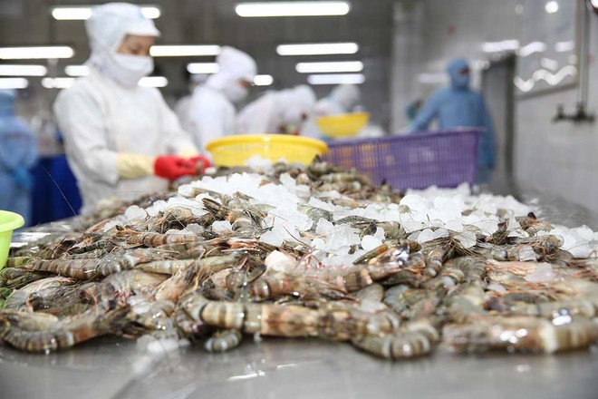 Minh Phú hiện là doanh nghiệp duy nhất không bị áp thuế chống bán phá giá khi xuất khẩu tôm sang Mỹ