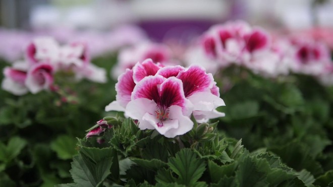 Chậu hoa “biết đi”, giúp Hà Lan dẫn đầu thế giới về hoa