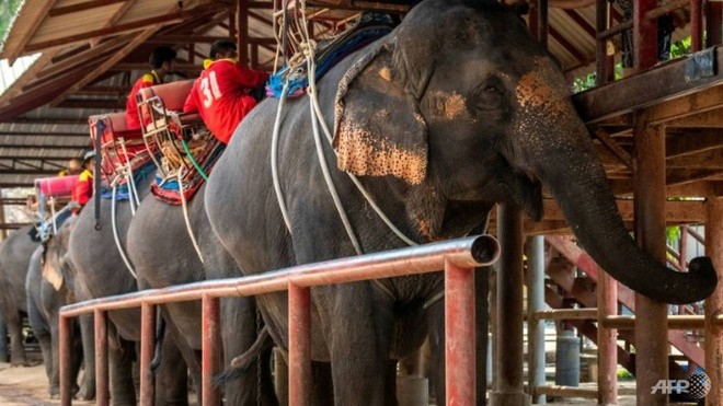 Các công viên voi ở Thái Lan vắng bóng du khách do virus corona. Ảnh: AFP.