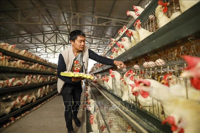 Người chăn nuôi thu nhặt trứng tại một trang trại ở Danzhai, tỉnh Quý Châu, miền Tây Nam Trung Quốc. Ảnh minh họa: AFP/TTXVN