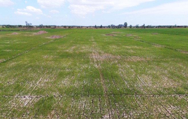 Nhiều cánh đồng lúa ở miền Tây đang nứt nẻ vì thiếu nước. Ảnh: Cửu Long.