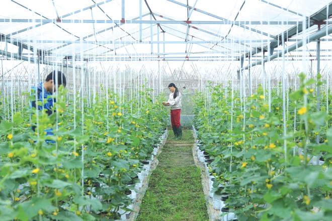 Nông nghiệp công nghệ cao là một trong những lĩnh vực ưu tiên của Agribank 
