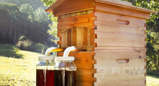 Thùng nuôi ong có khả năng tự thu hoạch mật