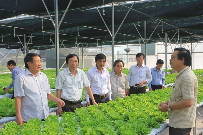 Mô hình nông nghiệp công nghệ cao tại huyện Hải Lăng, Quảng Trị