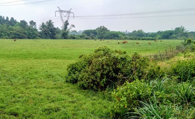 Cánh đồng bị bỏ hoang tại huyện Hòa Vang, TP. Đà Nẵng.