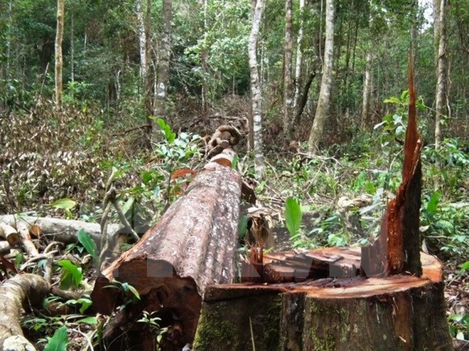 Bảo vệ rừng tại huyện Đắk Glong, tỉnh Đắk Nông nhận hối lộ 5 triệu đồng bị phạt tù 1 năm 9 tháng