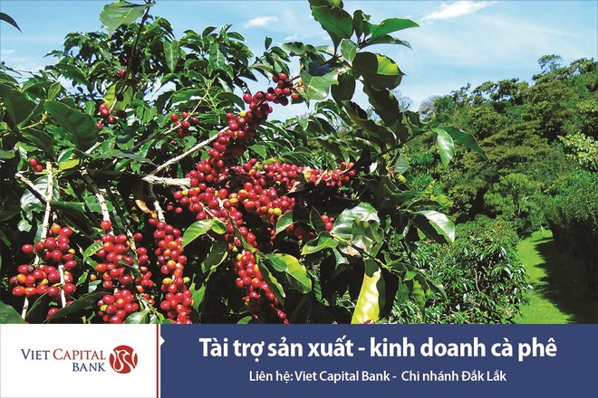 Viet Capital Bank ưu đãi cho khách hàng vay sản xuất - kinh doanh cà phê