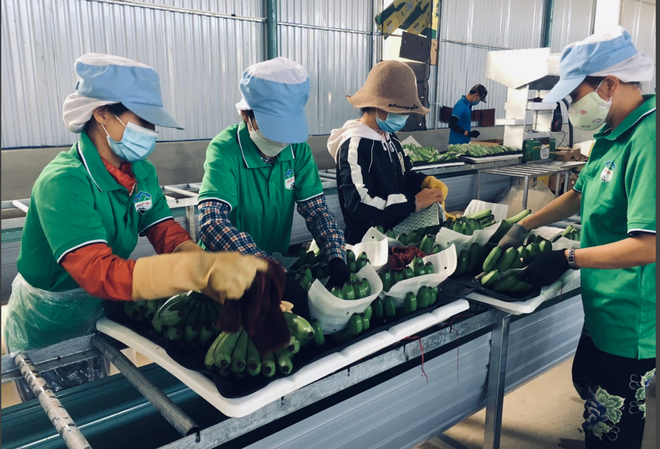 Hoàng Anh Gia Lai (HAG) giảm gần 1 tỷ USD nợ, tập trung phân phối sản phẩm thịt heo và chuối tại thị trường nội địa