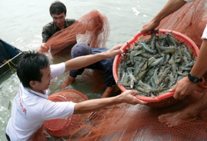 Tôm sú sống Việt Nam tiếp tục được xuất khẩu vào thị trường Trung Quốc.