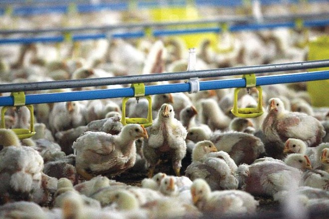 Techna (Pháp) đang đẩy mạnh cung cấp các sản phẩm an toàn, giúp nông dân Việt Nam cải thiện chất lượng chăn nuôi.