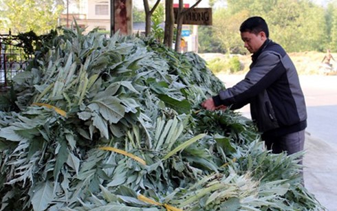 Từ việc bán lá tươi, người trồng atiso ở Sa Pa thu về hàng tỷ đồng mỗi năm
(Ảnh: Báo Lào Cai)