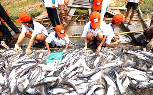 Theo các chuyên gia, việc cấp khống hơn 800 sản phẩm trong lĩnh thủy sản sẽ tác động xấu tới ngành thủy sản. Ảnh minh họa