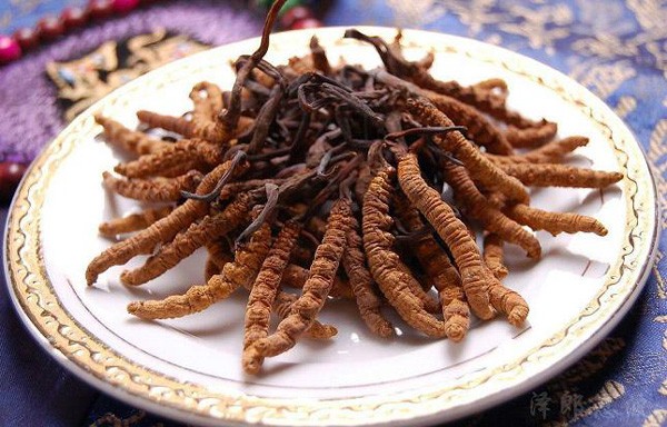 Đông trùng hạ thảo Tây Tạng đang có giá bán trên thị trường lên đến 1,6 tỷ đồng/kg