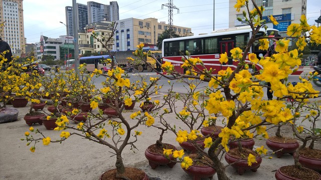 Rất nhiều cây mai vàng đã bung nở khi tết Nguyên Đán Đinh Dậu 2017 còn cách hơn 20 ngày nữa
