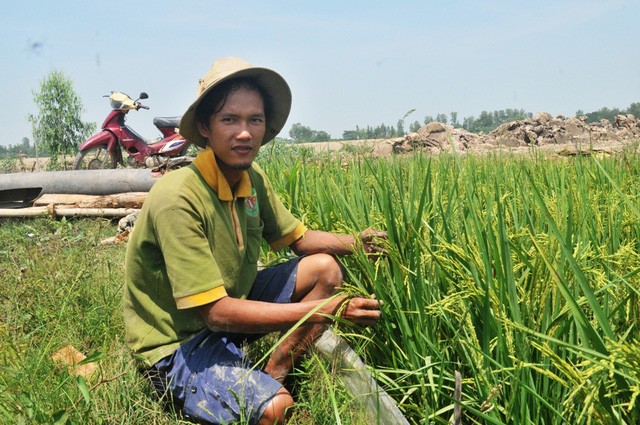 Năm 2014, Võ Văn Tiếng về quê nhà và bắt đầu trồng 2ha lúa theo kiểu tự nhiên, không dùng phân, thuốc hóa học