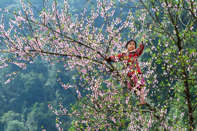Những 'mùa hoa' ban trắng đẹp nhất Việt Nam